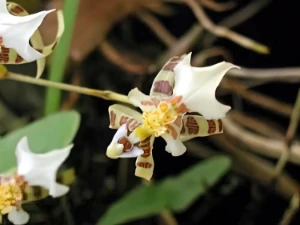 Bild von Oncidium phymatochilum 2